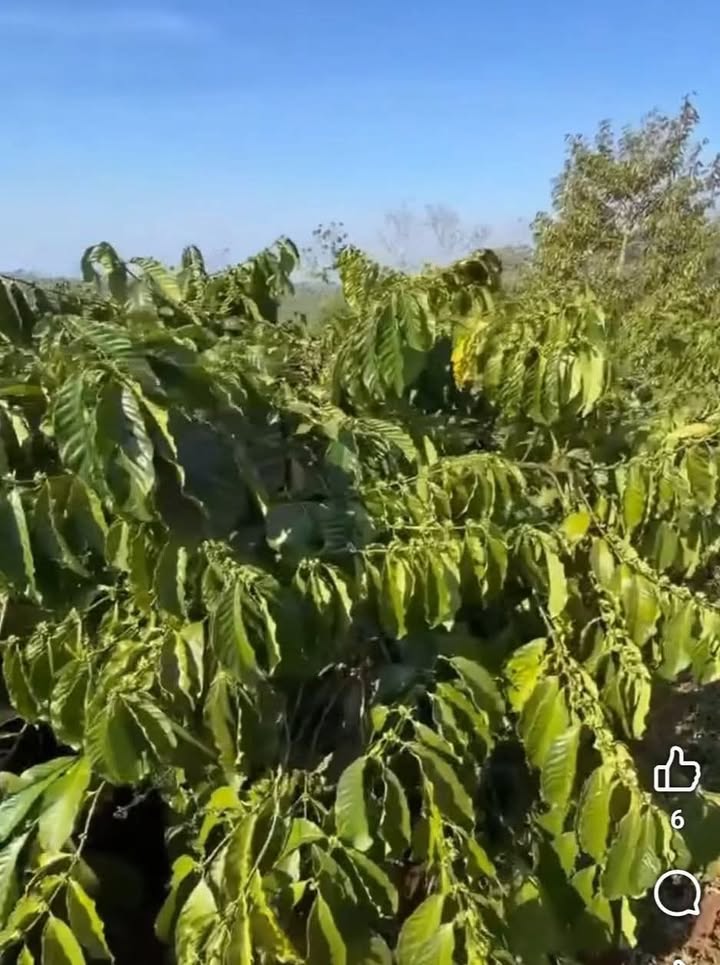 Đất Vườn 18000m² Mặt Tiền Đường Tân Tiến, Ea Kar - Giá Đầu Tư 2.5 Tỷ