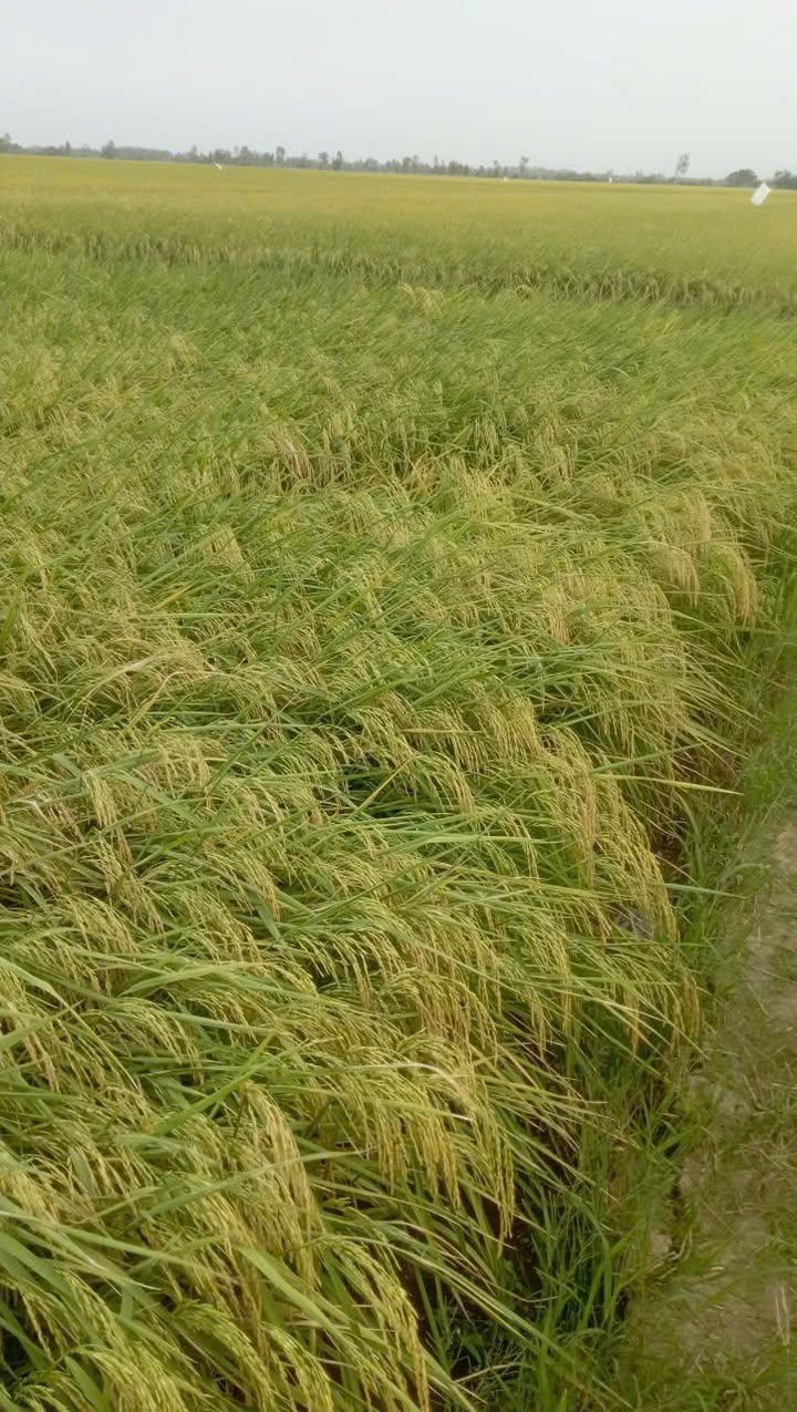 Đất nền Hồ Đắc Kiện 8.000m2 100 triệu - Đầu tư dài hạn