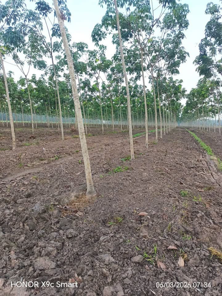 Bán Gấp Đất Vườn 3.6 Ha Xã Suối Dây, Tân Châu, Tây Ninh - Sổ Hồng Sẵn Sàng