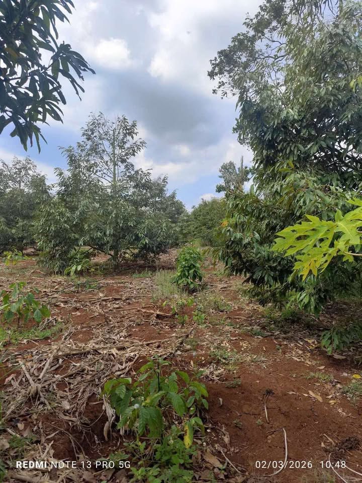 Bán Gấp Vườn Sầu Riêng 10.000m² Đắk Lắk - Thu Nhập Ổn Định