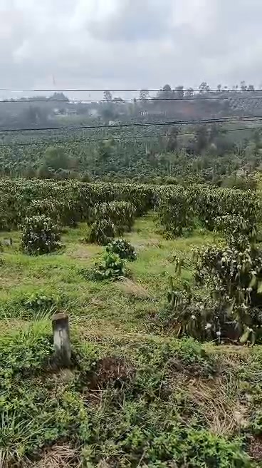 Đất Vườn Bình Phước 3.9 Sào Mặt Tiền QL14 - Thu Nhập Cafe, Sầu Riêng