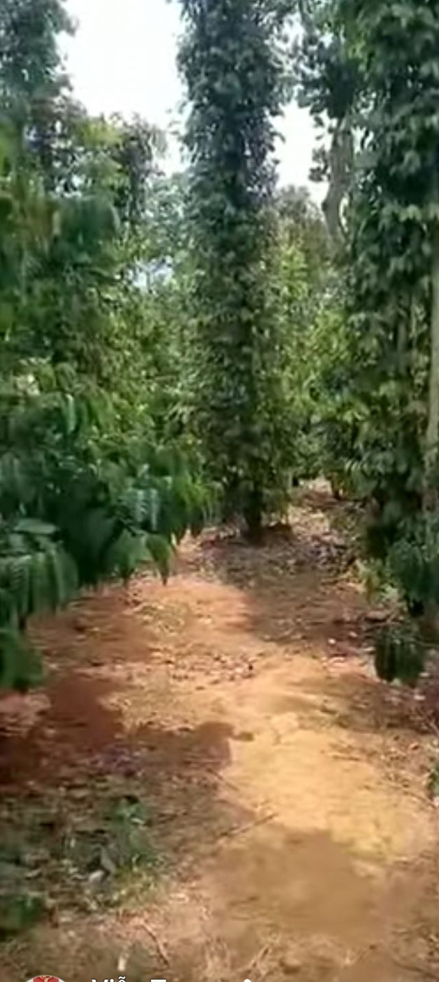 Đất cafe 9000m² Sổ đỏ Đắk Nông - Giá 21 Tỷ