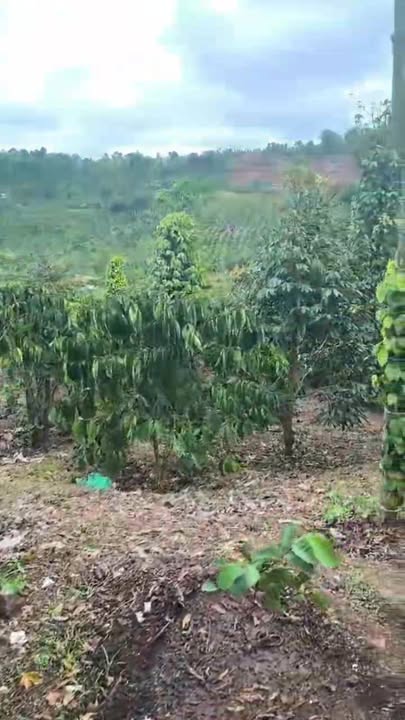 Bán 9 Sào Đất Trồng Cà Phê, Tiêu, Sầu Riêng Thái Tại Đắk Mil - Giá 2.1 Tỷ