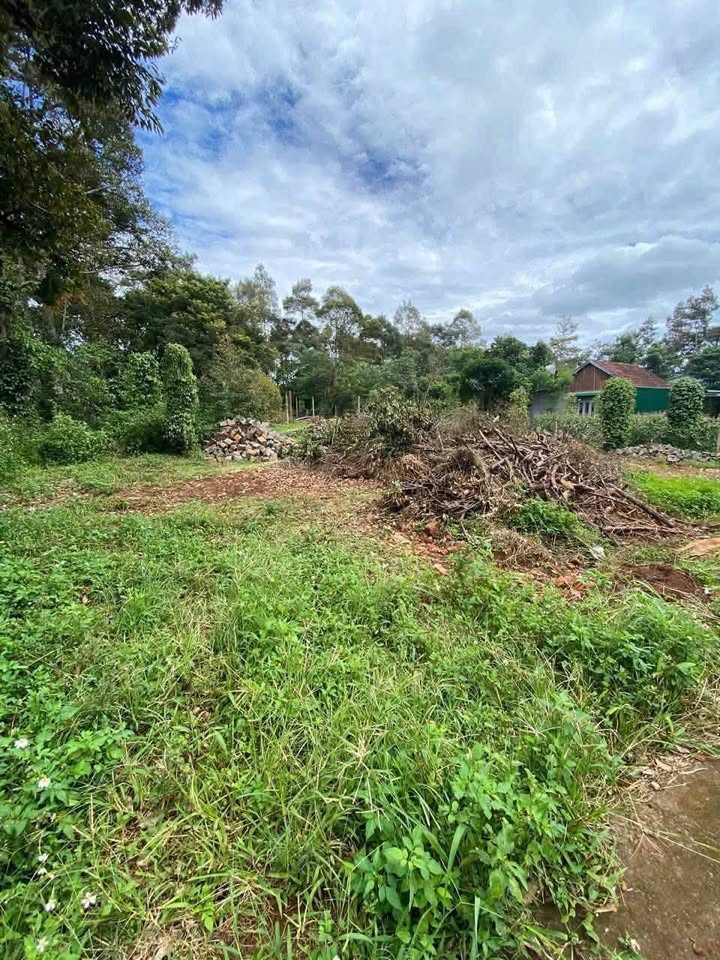 Đất Thổ Cư 500m² Đức Mạnh, Đắk Mil - Sổ Hồng Sẵn Sàng