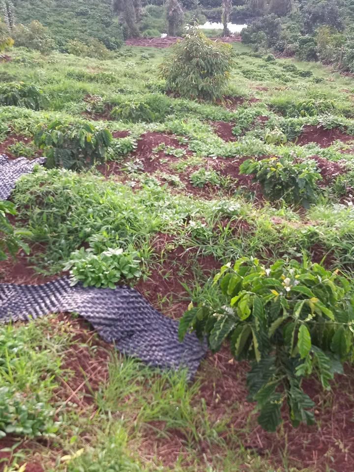 Đất nền Đinh Lạc, Di Linh 2800m² - Pháp lý rõ ràng, QH thổ cư!