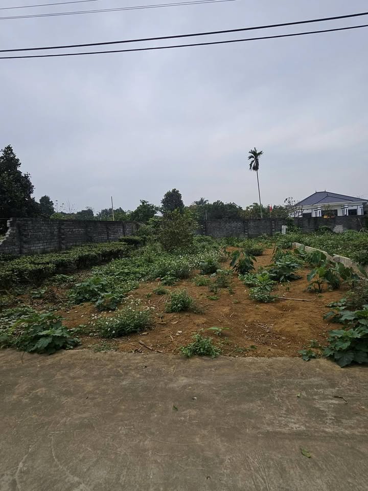 Bán Đất Thổ Cư 300m² Yên Bài, Ba Vì - Sổ Đỏ Sẵn Sàng, Ô Tô Tránh Nhau