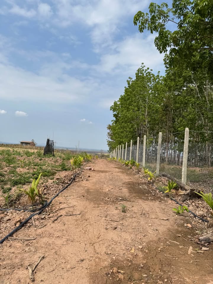 Rẫy Đất Vườn Cư M'gar 1.4ha giá 8.167 tỷ - Sinh thái xanh, đầu tư tiềm năng