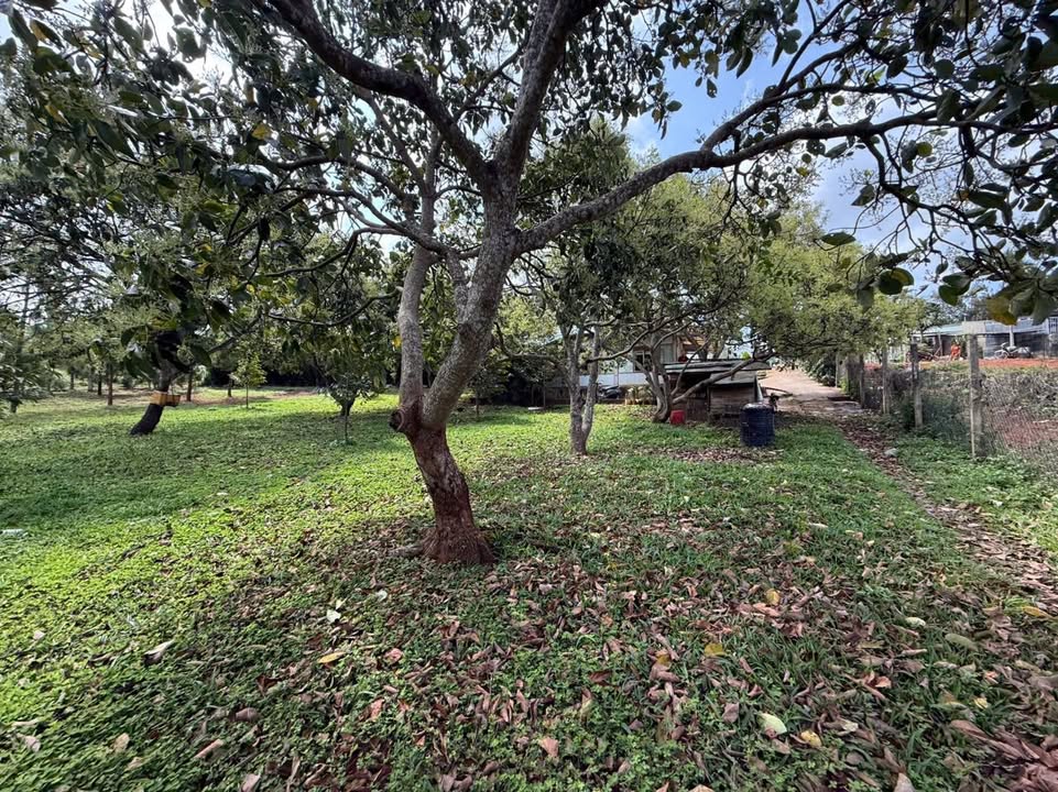 Bán Đất Vườn Phú Yên 3000m² View Đồng Ruộng - Gần Sân Bay chỉ 1km