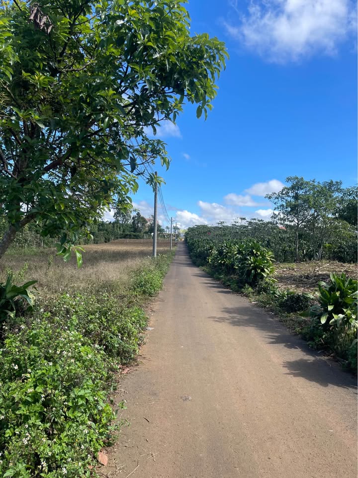 Đất Nền Cẩm Mỹ 996m² - Sổ Đỏ Thổ Cư, Giá 1 Tỷ