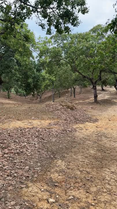 Đất Phú Trung Phú Riềng 3,15ha 3,087 tỷ - Đường to ô tô