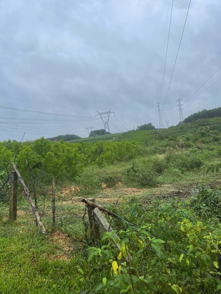 Farm Hải Lệ Quảng Trị 13.000m² giá thỏa thuận - Đường ô tô vào đất