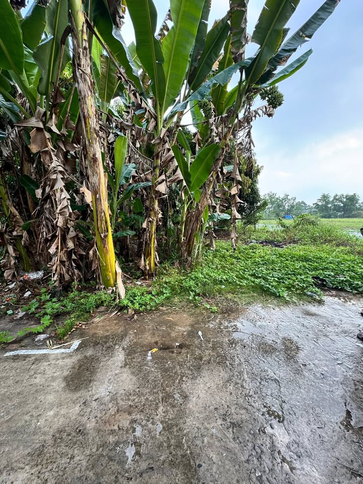 Đất Nguyễn Chí Thanh Bình Thủy 90m² 350 triệu - Sổ đỏ chính chủ