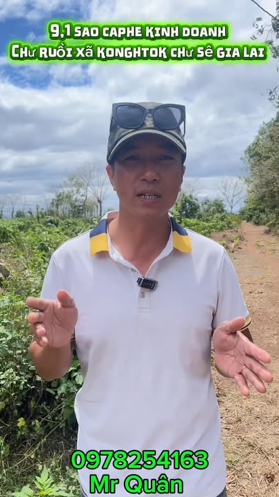 Rẫy cà phê Chư Ruồi Chư Sê 9,1 sào 1,95 tỷ - Giá tốt hiếm có