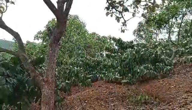 Farm Đắk Môl 2880m² 2.35 tỷ - Ô tô vào tận nơi sẵn sổ