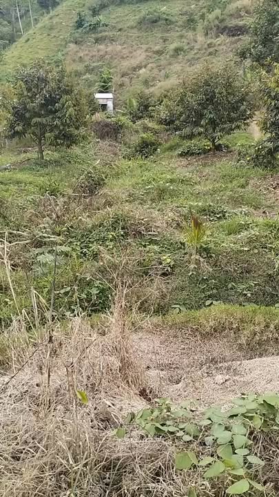 Đất TL725 Lâm Hà 20.000m² giá 1.6 tỷ - Đường to ô tô view đèo