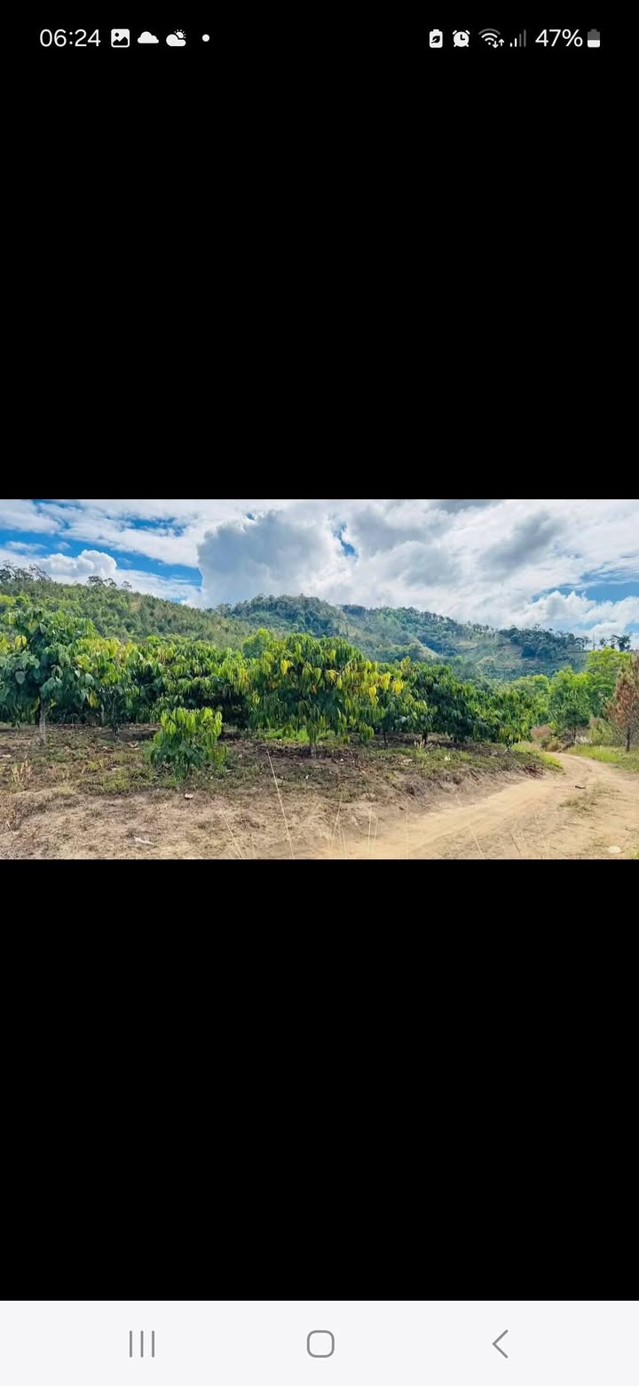 Farm Trạm Hành Đà Lạt 1ha 1,2 tỷ - Sinh thái xanh