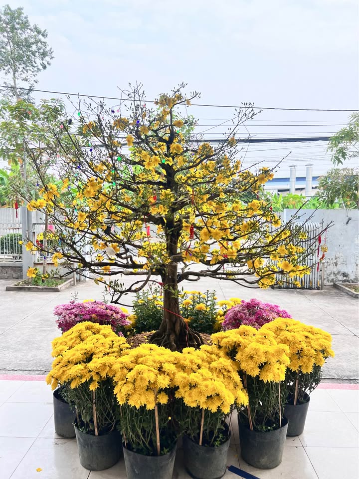 Nhà cho thuê Cao Lãnh 100m² 3 triệu/tháng - Chính chủ cho thuê nhanh