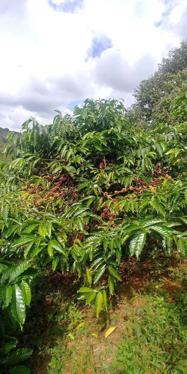 Farm Đắk R'Moan Gia Nghĩa 1.6ha 300 triệu – Sinh thái xanh