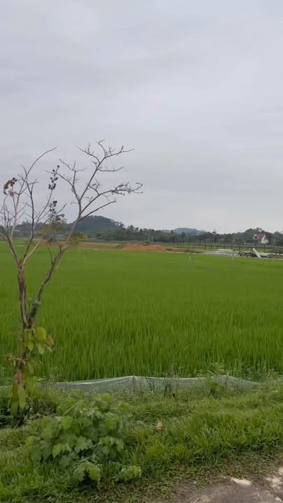 Đất Sơn Bình Hương Sơn 240m² 1,5 tỷ - Đường 29m ô tô