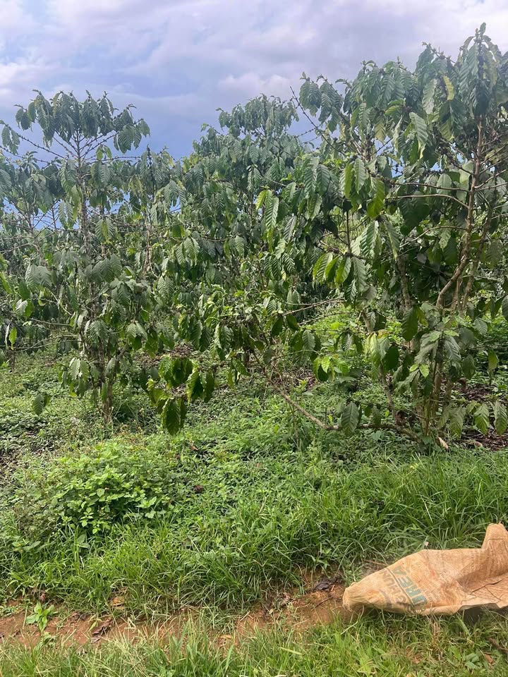 Đất vườn Lộc Ngãi Di Linh 11.000m² 11,3 tỷ - Sinh thái xanh