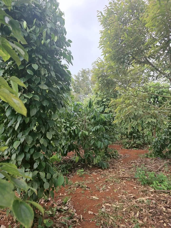 Farm Ea Ral 1ha 8.3 tỷ đất đỏ vào rẫy - Sổ đỏ chính chủ