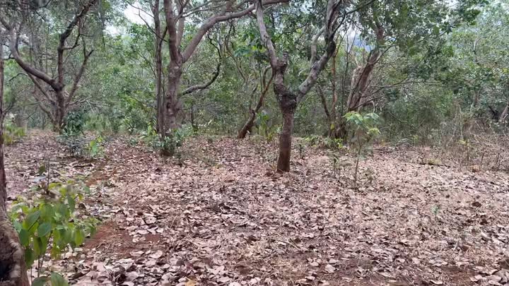 Đất vườn Bảo Lộc 3.000m² giá 3,35 tỷ - Đầu tư dài hạn