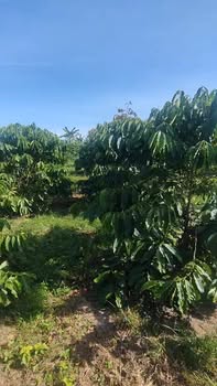 Đất nền Hòa Bắc Đà Nẵng 2.484m² 2,5 tỷ - Đường ô tô rộng