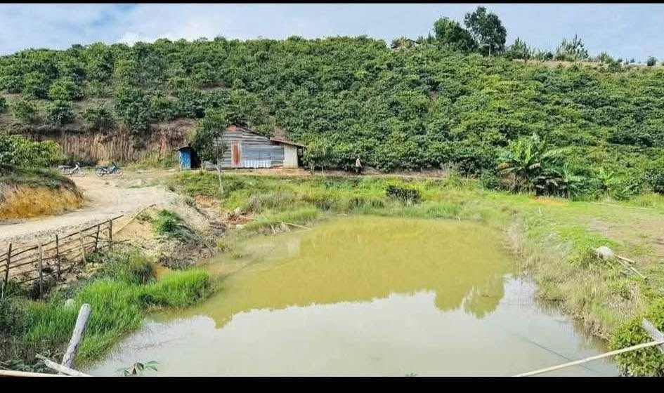 Farm Đạ Ty Lâm Đồng 1ha 1.2 tỷ - Tiềm năng tăng giá