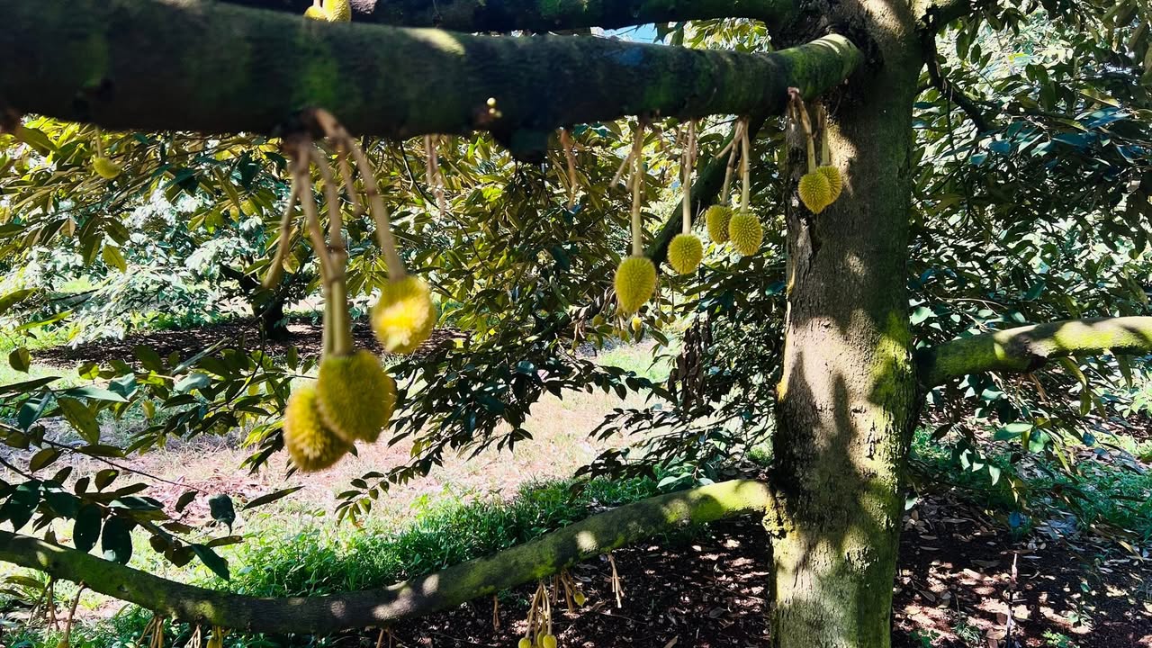 Đất vườn La Ngà 3,5ha 12,25 tỷ - Sổ hồng rõ ràng