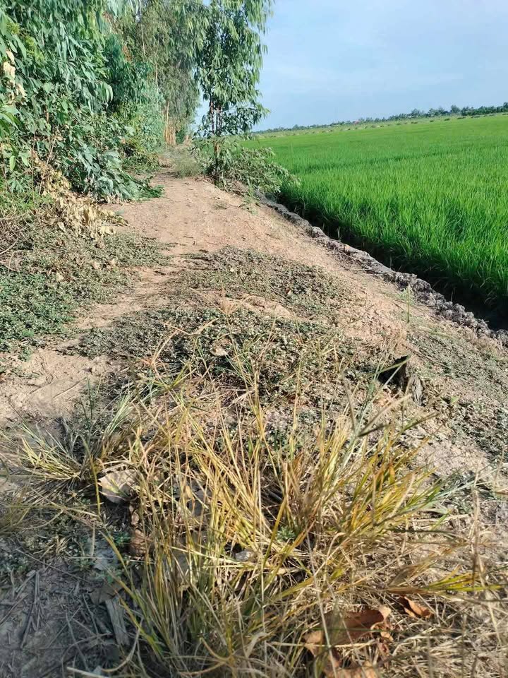 Đất ruộng Thanh Mỹ 6400m² 528 triệu/15 năm - Đầu tư dài hạn