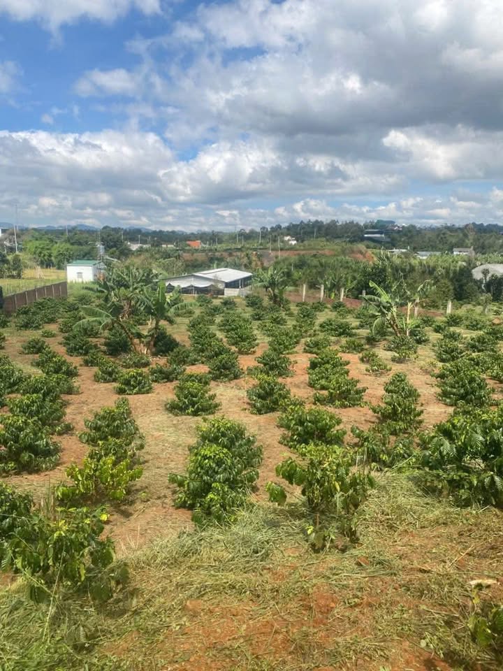 Đất nền Lam Sơn Lộc Sơn 300m² - Sổ đỏ chính chủ