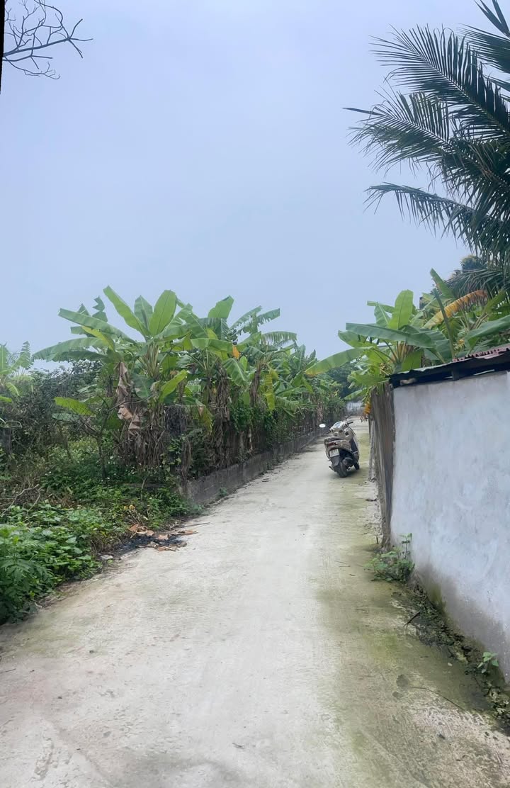 Đất Hoa Lộc Hậu Lộc 130m² 600 triệu - Giá tốt hiếm có