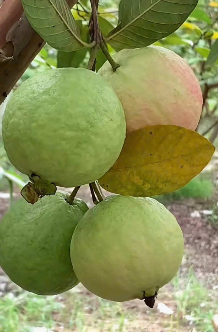 Đất nền Mỹ Tho Tiền Giang 1000m² 15 tỷ - Đất thổ cư