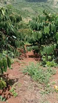 Farm Thuận An Đắk Mil 10000m² 2.8 tỷ - Tiềm năng tăng giá