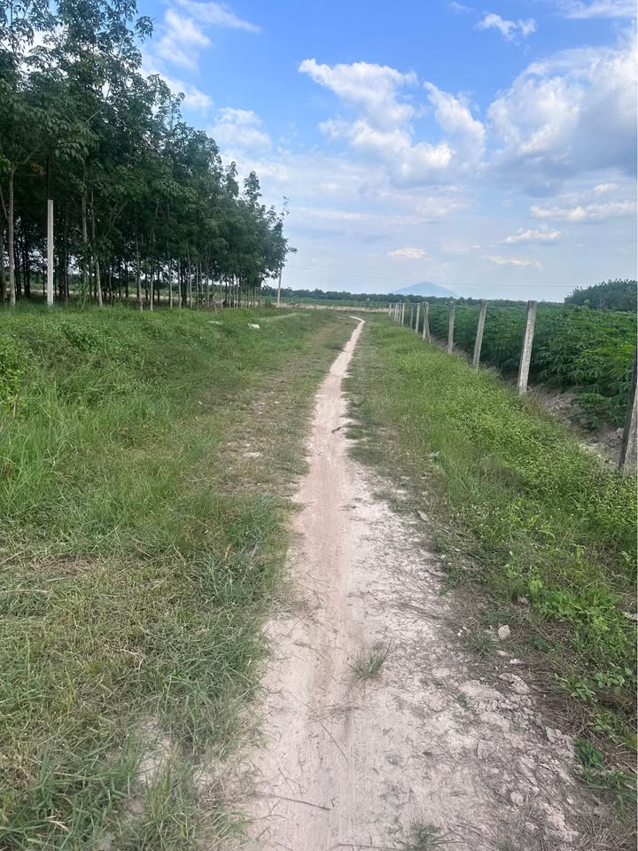 Đất nền Hảo Đước 1920m² 400 triệu - Tiềm năng tăng giá