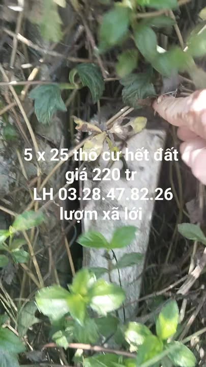 Đất nền Gò Công Xã Lới 125m² 220 triệu - Sổ đỏ chính chủ