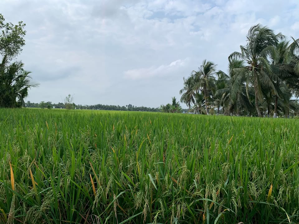 Đất nền TT Vĩnh Viễn 7.200m² 712.8tr - Sổ đỏ chính chủ