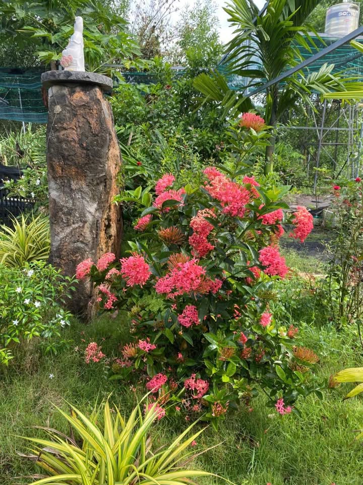 Nhà vườn Vĩnh Tân 2060m² giá 4.8 tỷ - Giá tốt hiếm có