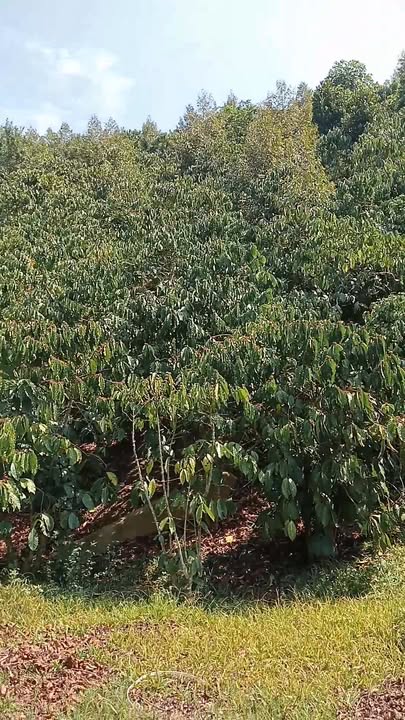 Đất vườn Đạ Đờn 3456m² giá 2.1 tỷ tiềm năng tăng giá