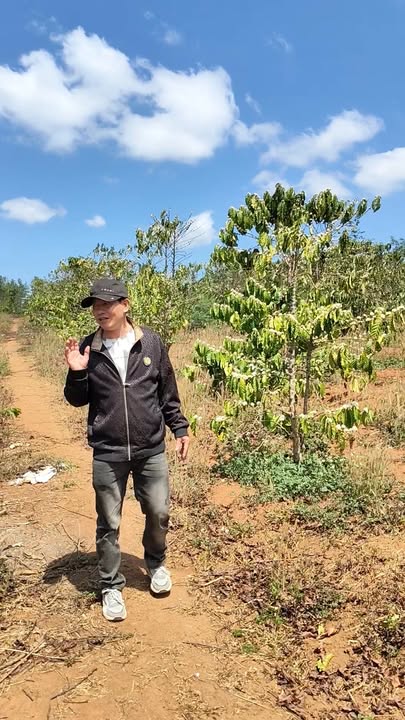 Đất rẫy Kon Thụp Gia Lai 1.88ha 3.8 tỷ - Sổ đỏ chính chủ