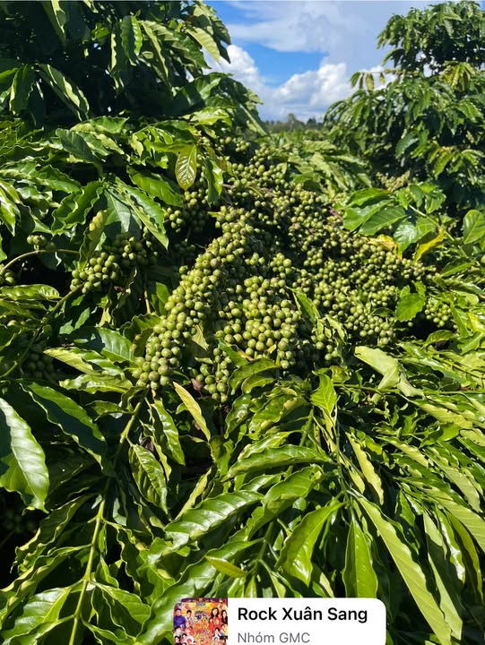 Đất vườn Chư Pơng 2.160m² chính chủ - Sinh thái xanh