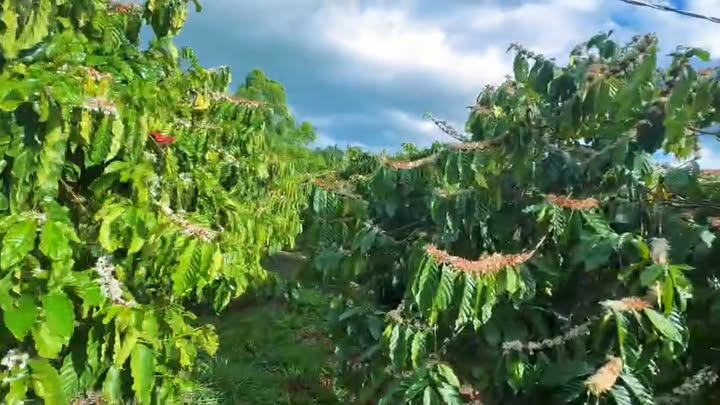 Đất vườn Ayun Mang Yang 1ha 1.98 tỷ - Sinh thái xanh