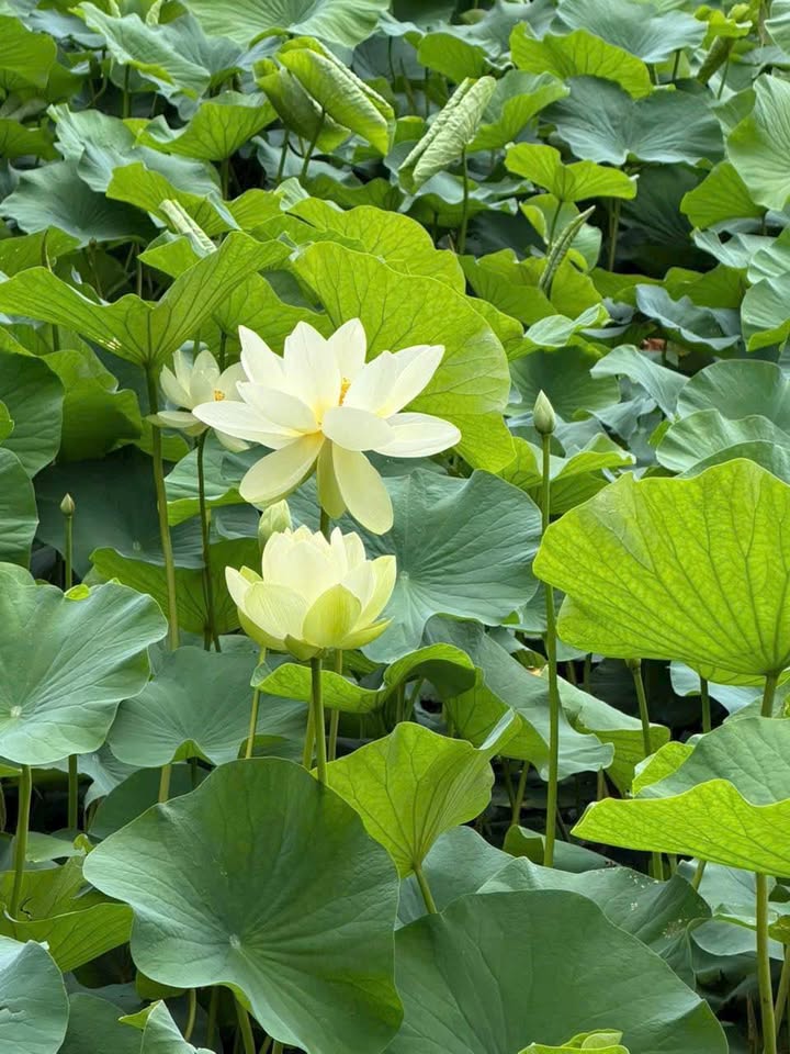 Đất nền QL51 Phú Mỹ 7.328m² 125 tỷ - Tiềm năng tăng giá