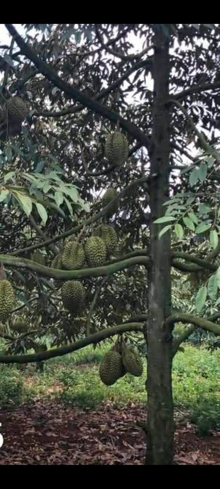 Farm Xuân Hiệp Xuân Lộc 1.908m² giá 6.5 tỷ - Sổ đỏ chính chủ