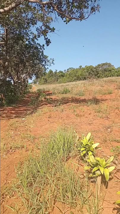 Farm Đắk R'Moan Gia Nghĩa 2,1ha 2,6 tỷ - Đất đỏ bazan đẹp