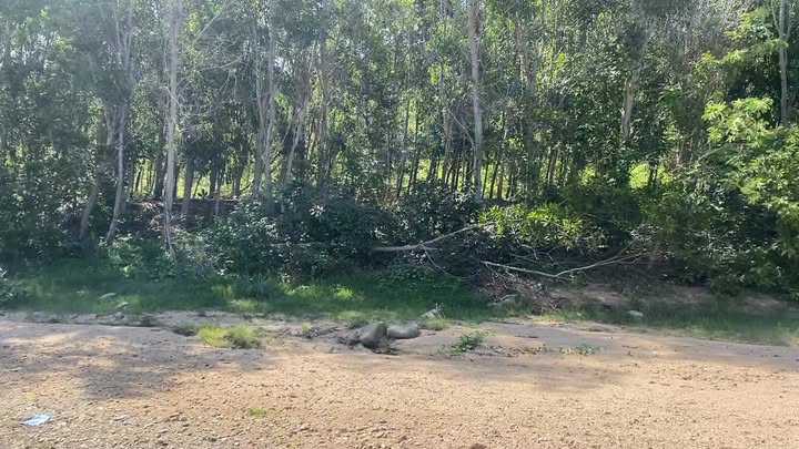 Đất trang trại Nhơn Hải 3ha 3.7 tỷ - Nghỉ dưỡng lý tưởng