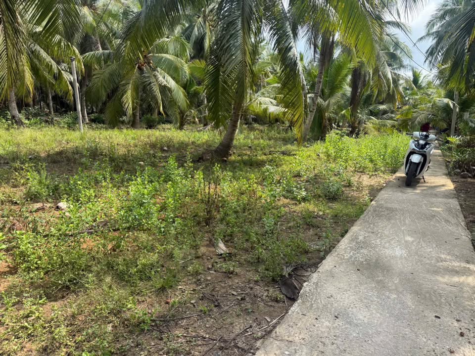 Đất nền Tân Trung Bến Tre 294m² giá 249 triệu - Đầu tư dài hạn