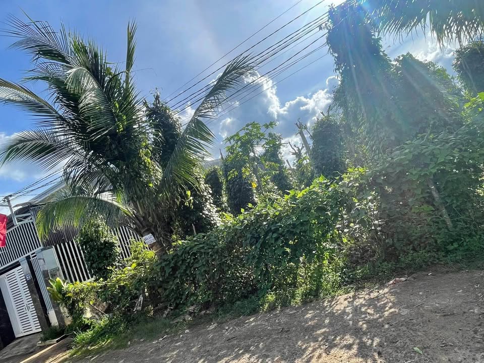 Đất Mậu Thân Buôn Ma Thuột 210m² 1,25 tỷ - Giá tốt hiếm có