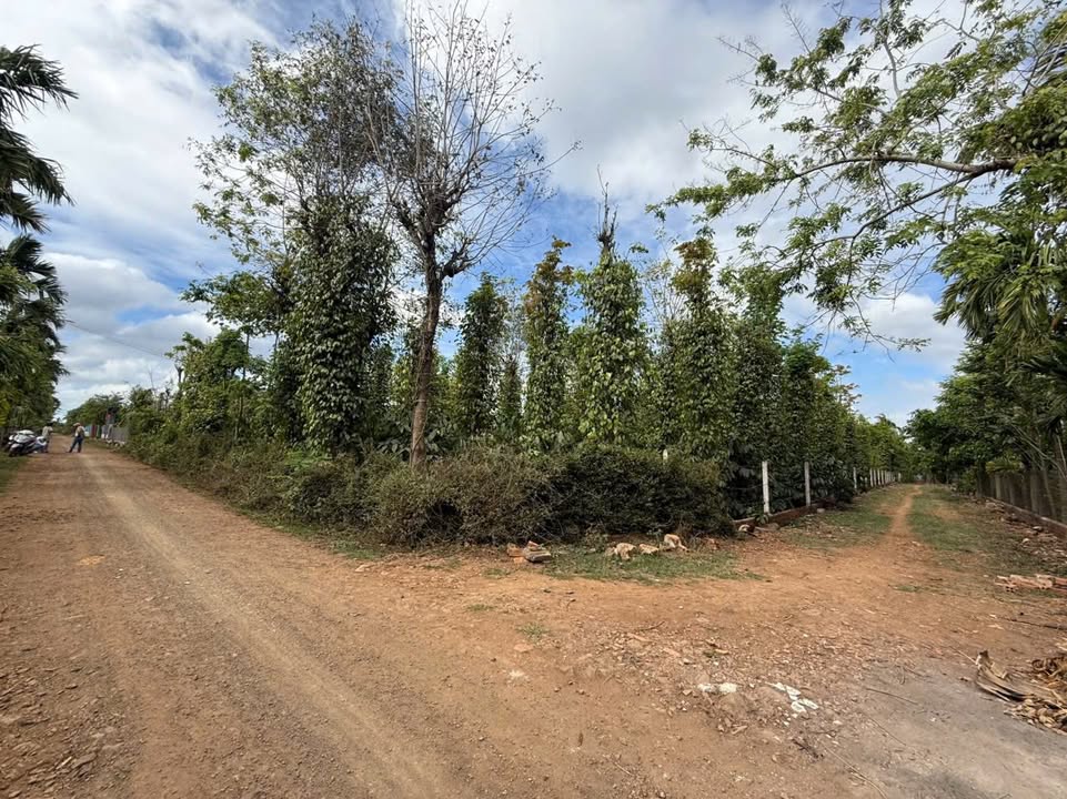 Farm Đường Tránh Đông Buôn Ma Thuột 1.8k m² 3.5 tỷ - Đầu tư dài hạn