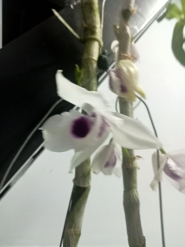 Đất Tân Hội Đức Trọng 2592m² 2.9 tỷ - Pháp lý rõ ràng